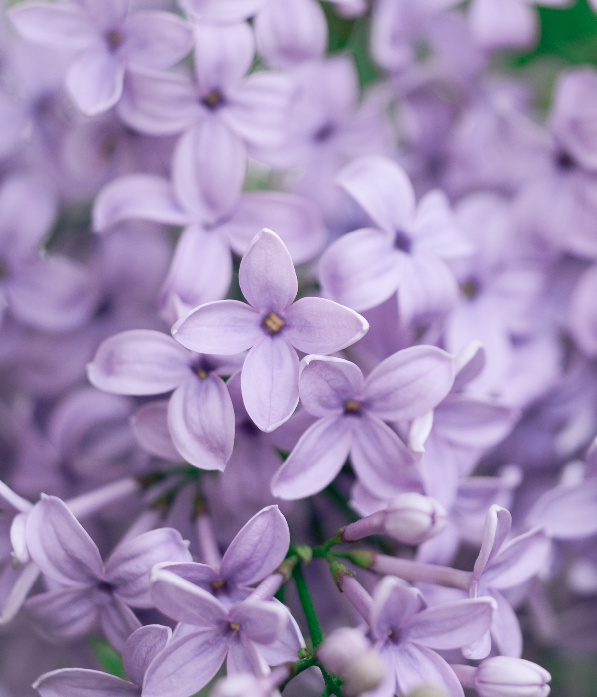 Lilas Eau de Toilette