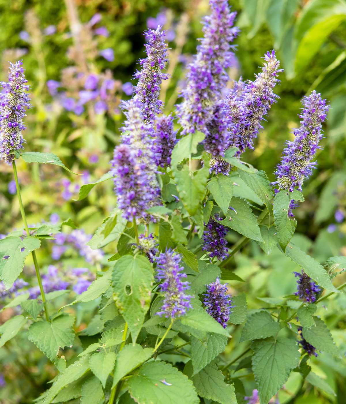 Patchouli Eau de Toilette