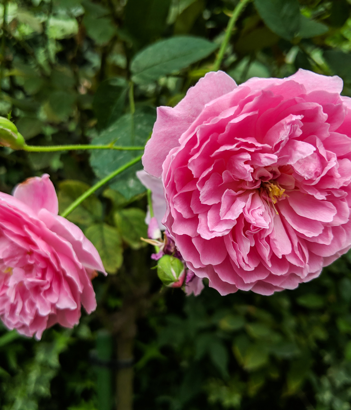 Rose de Mai Eau de Toilette - Nuova Edizione