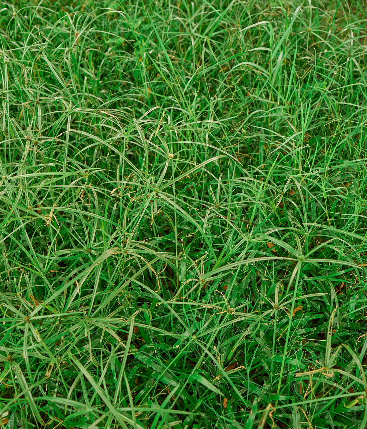 Vetiver Eau de Toilette